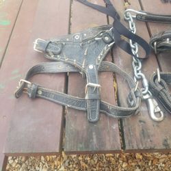 Dog Harness