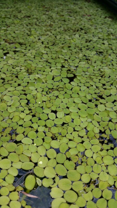 Live Aquarium Plants - Sylvania Minima