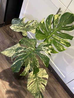 Big Monstera Mint