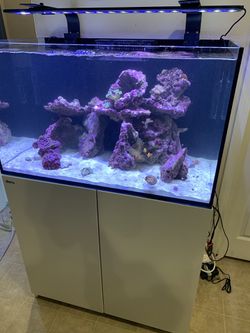 hænge ophavsret indre Red Sea Reefer 250 with lots of extras Aquarium Fish Tank Saltwater tank for  Sale in Temecula, CA - OfferUp