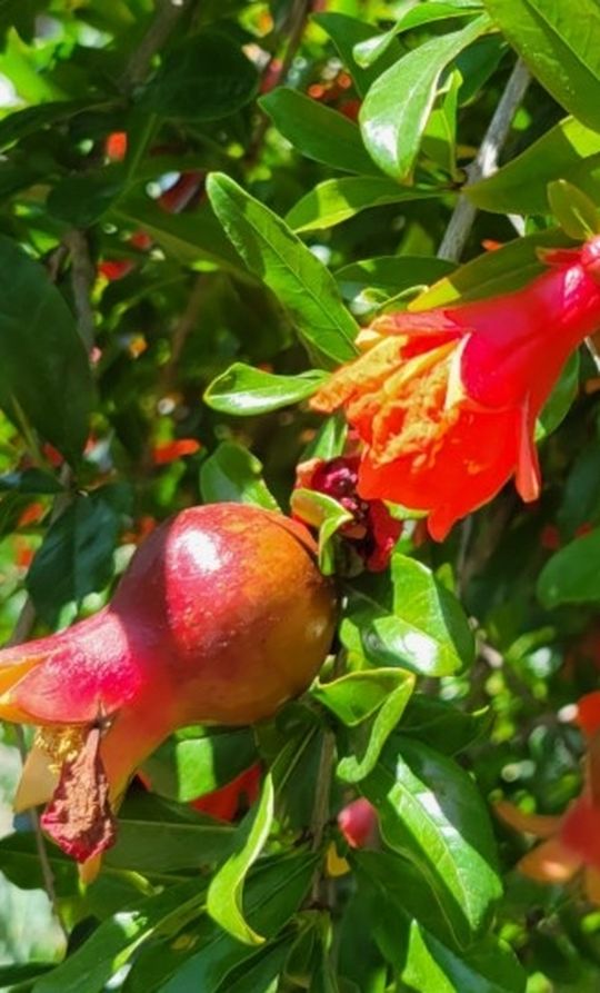 Pomegranate Tree