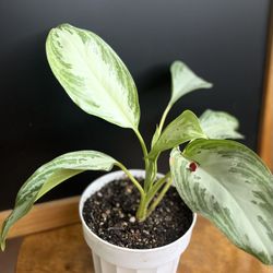 HERMOSAS PLANTAS NATURALES “ AGLAONEMA  PLANT  