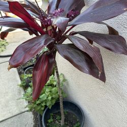 Beautiful Flower Plant