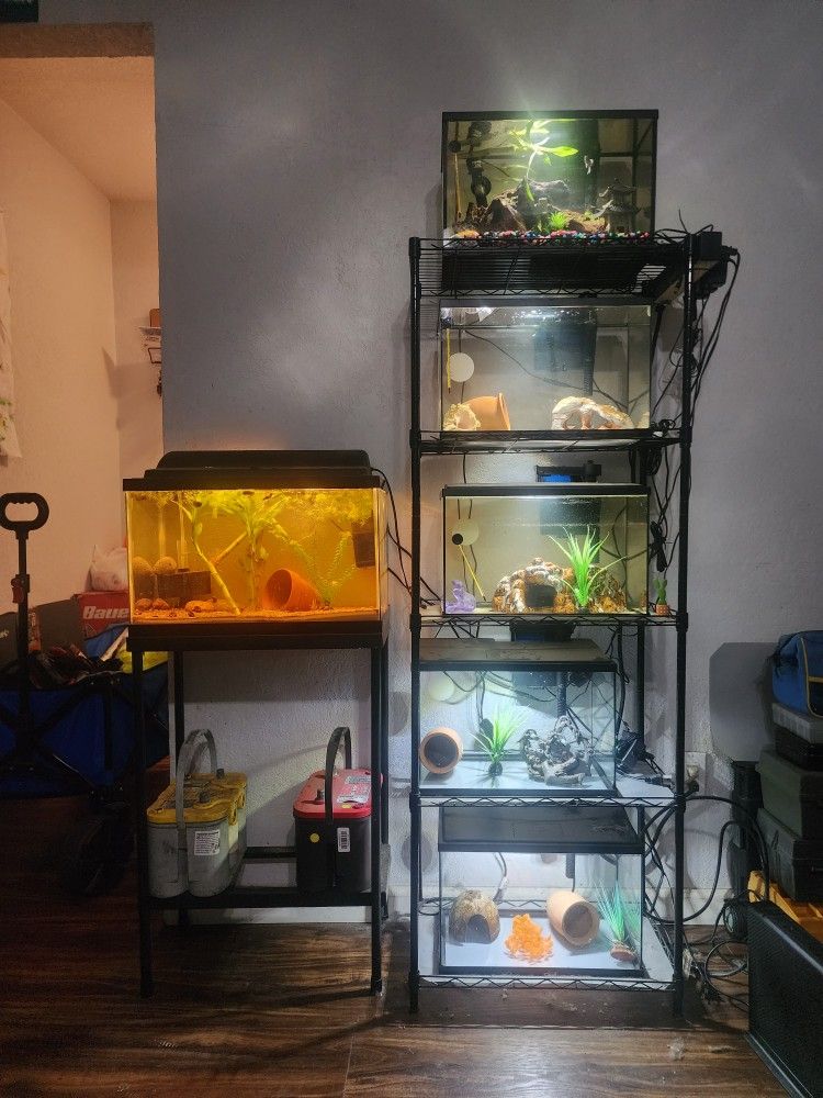 Fish Tank