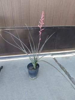 Red Yucca plants