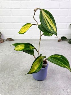 Hoya Latifolia Pot Of Gold
