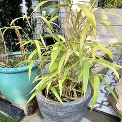LIVE Healthy Bamboo Plant/ Tree With Stone Planter/ Pot Included