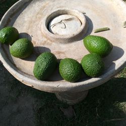 Avocados Hass 8 For 5$