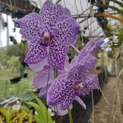 Orchid