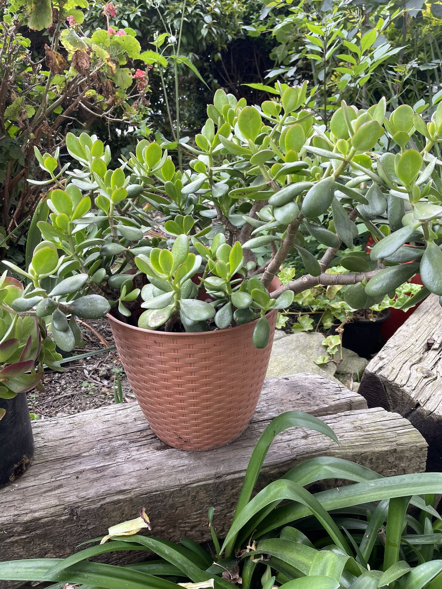 Beautiful plant Jade