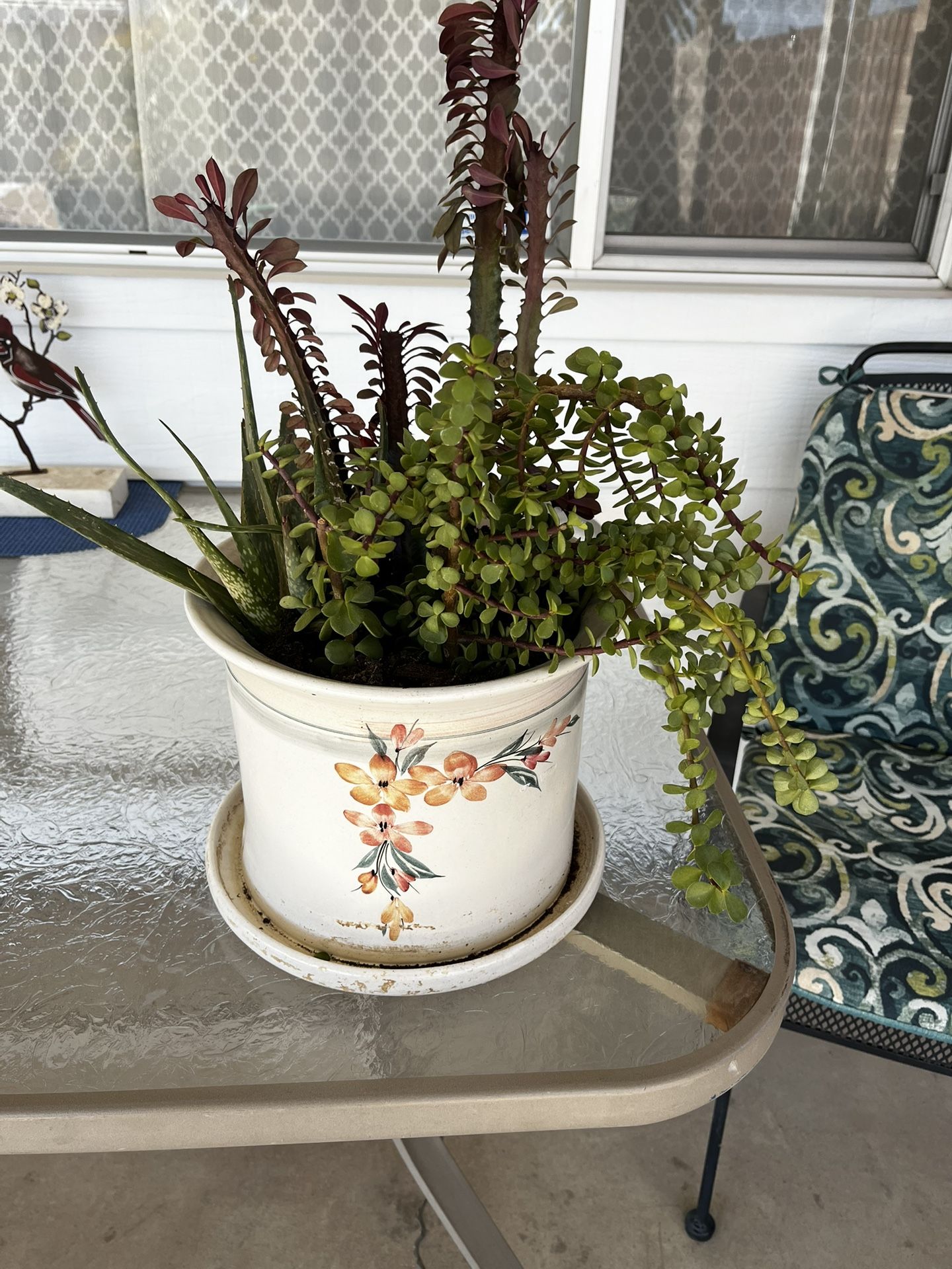 Ceramic Pot With 3 Varieties Of succulents $20 Very Lovely!  Mesa