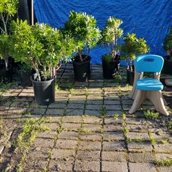 Big Plants For Sale 10.00 Each For R Home Need Gone