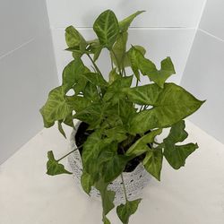 Syngonium Podophyllum "Arrow Head