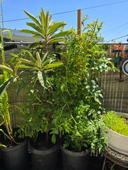 6ft Loquat Tree and 6ft Pomegranate Tree