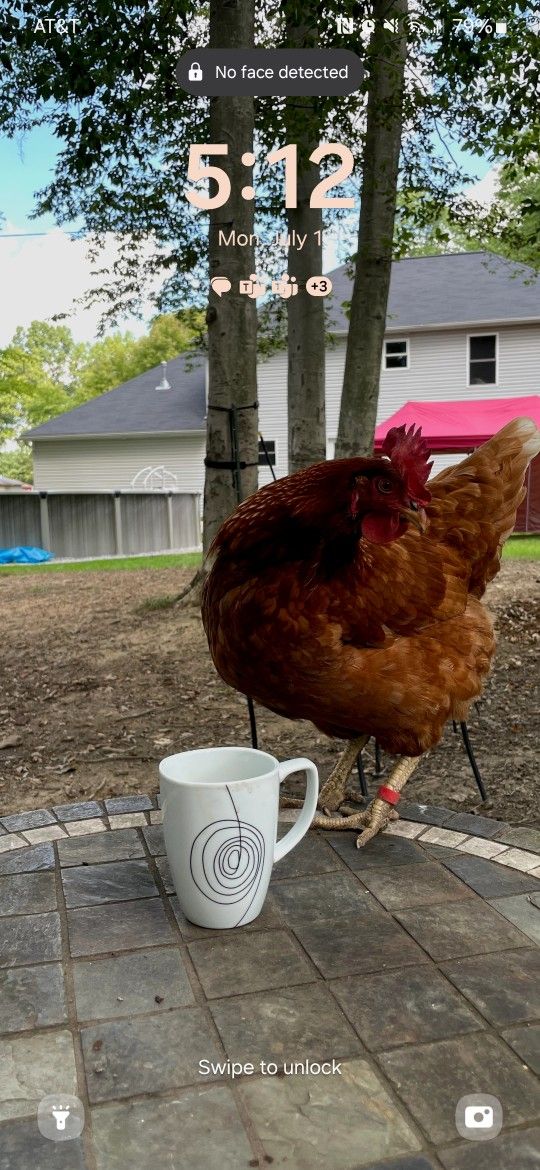 Fresh Eggs