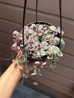 6” Variegated string of hearts