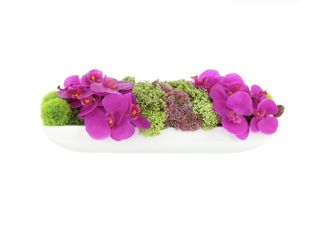 Adelina Orchid and Succulent Arrangement