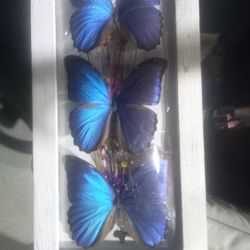 Blue Morpho Butterfly Display (Real Specimens)
