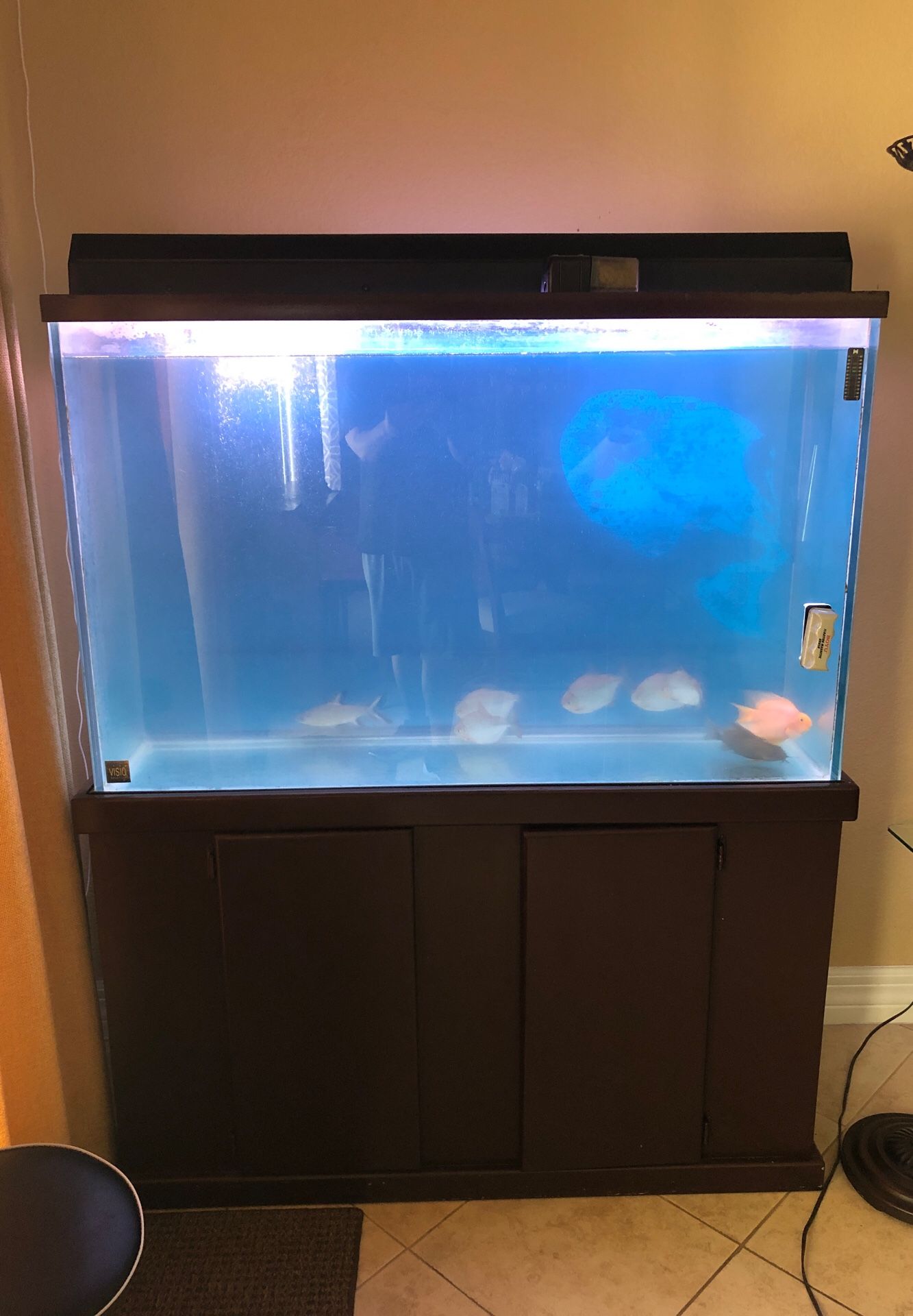 100 gallon fish tank including fish and all accessories for Sale in