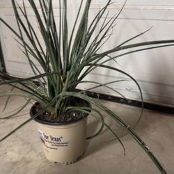 Red Yucca 1Gallon Planter