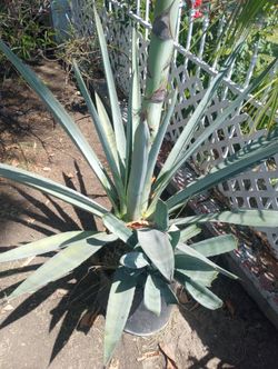 Agave Plant $25