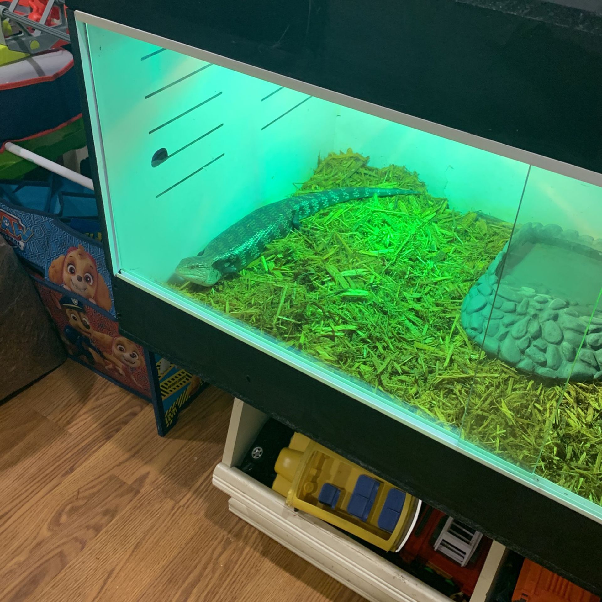 Reptile Enclosure With Everything 