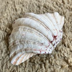 Vintage Hippopus Clam Shell