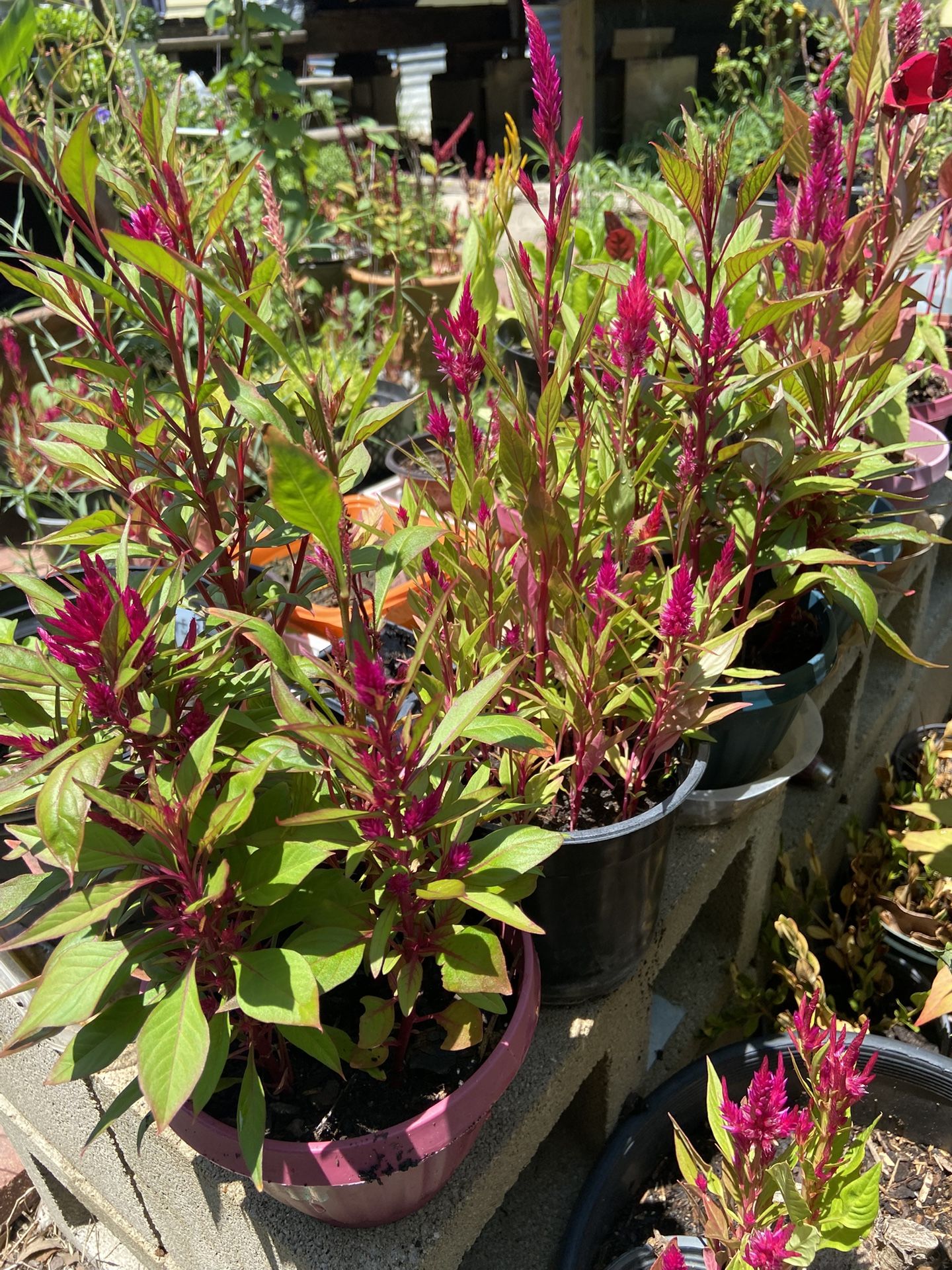 Celosia Plant