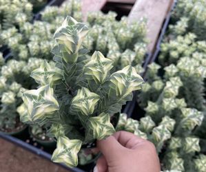 Variegated Crassula Perforata 🪴💚🤍