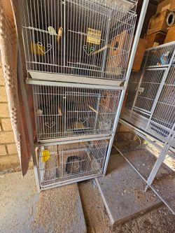 Bird Cage