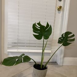 Monstera Deliciosa – Ready for a New Home!