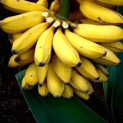 Truly Tiny Banana Tree Starter Plant (Musa) – Compact Dwarf Banana for Indoor & Patio Growing