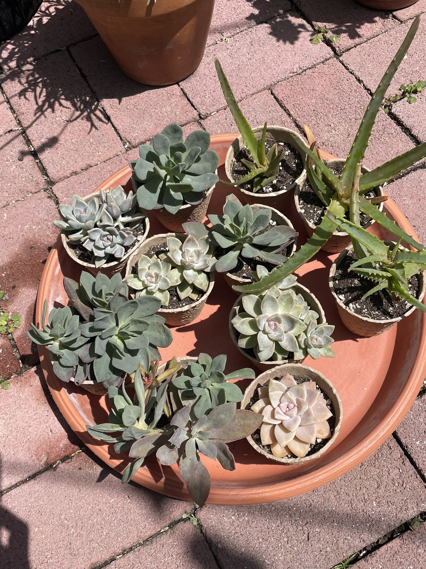 $4 Succulents