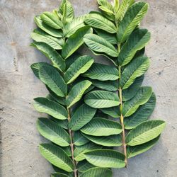 Thai Ruby Seedless Guava Scions