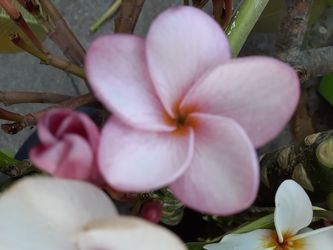 Colorful fragrant plumeria cuttings with flowers intact ready to plant