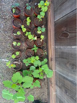 Plants