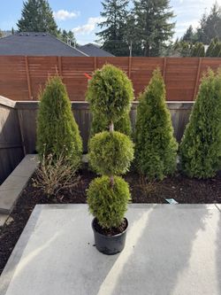 Emerald Green Arborvitae