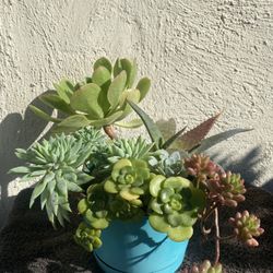 Succulents Plant . .