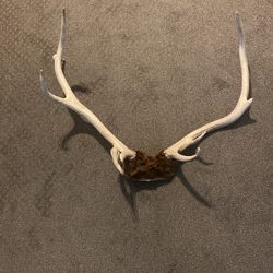 Elk Skull Cap