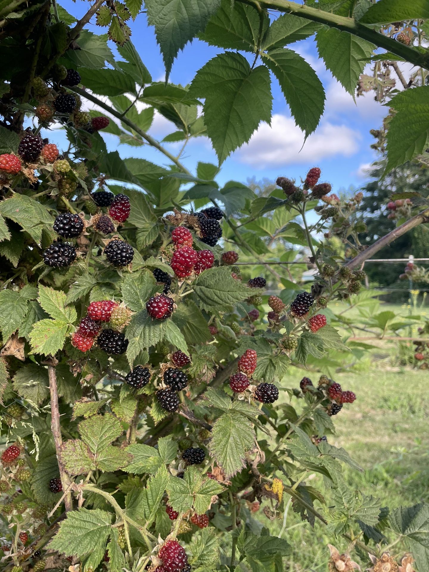 Marionberry Plants for Sale in Boring, OR OfferUp