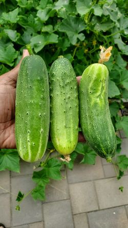 Cucumber seeds, High yield.