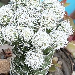 Thimble Cacti -blooms With White Massive Tiny Flowers