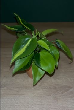 Philodendron Brasil- 2” Pot