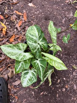 Arrowhead plant it’s air purifier plant