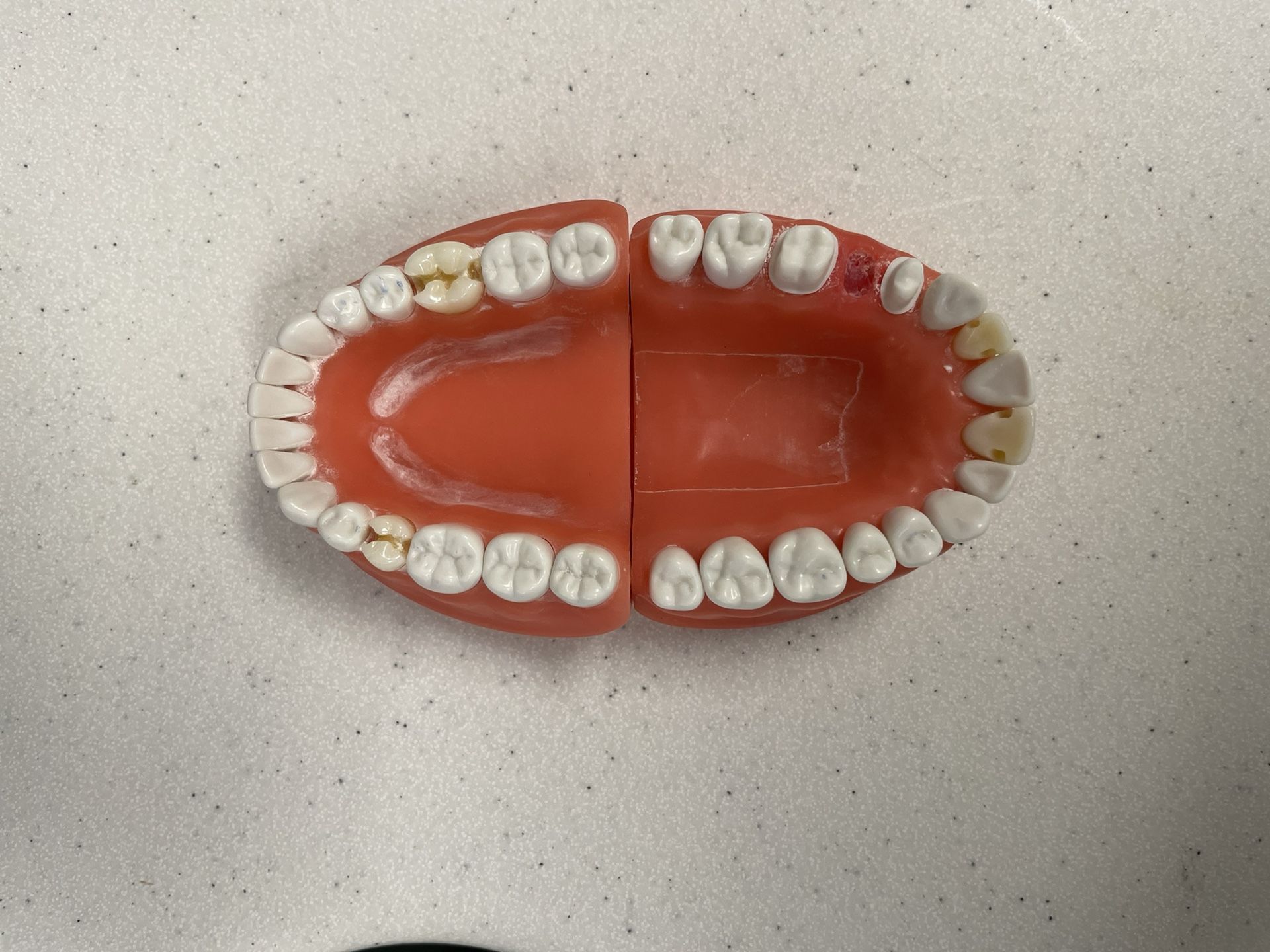 acadental typodont/ ModuPro