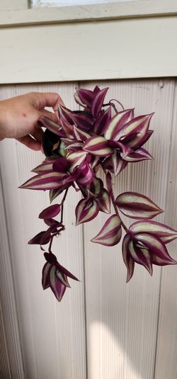 Tradescantia