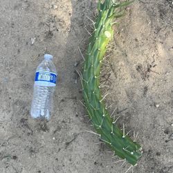 Succulent - Various Big and Thick Eves Needle Cacti Cuttings. Ready for Planting. Sizes from About 14” to Over 30” Tall. Most are $5-$10 Each.