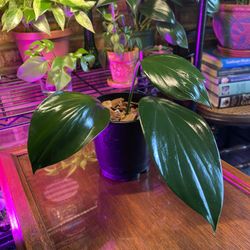 Rhaphidophora decursiva cuttings