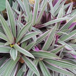 Houseplant Oyster Plant Starter