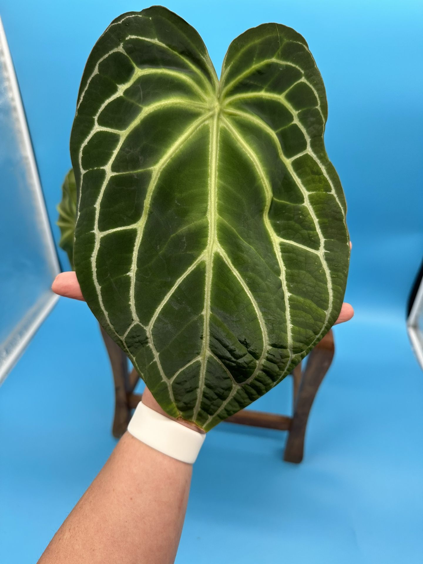 Anthurium crystallinum, rare